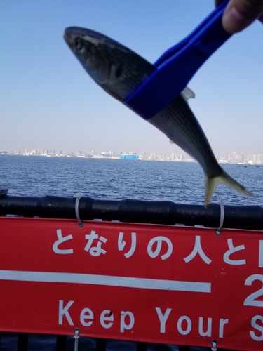 コノシロの釣果