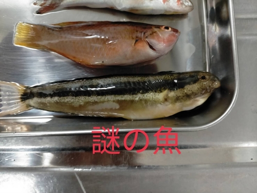 釣果