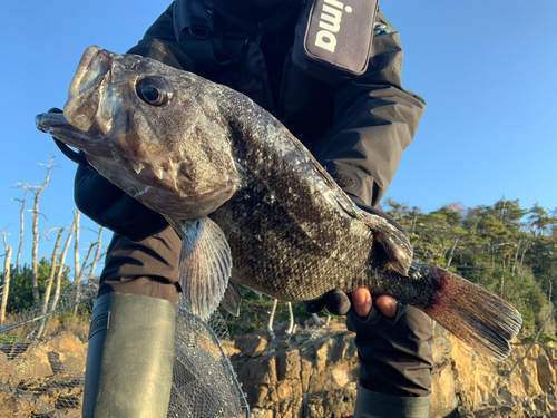 クロソイの釣果