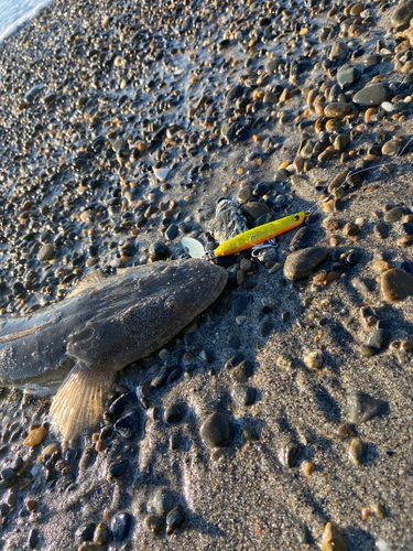 マゴチの釣果