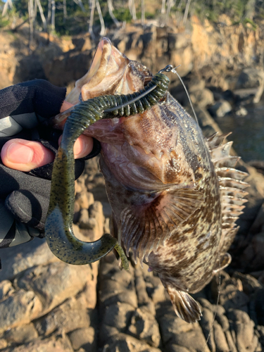 タケノコメバルの釣果