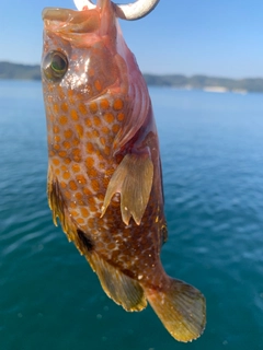 キジハタの釣果