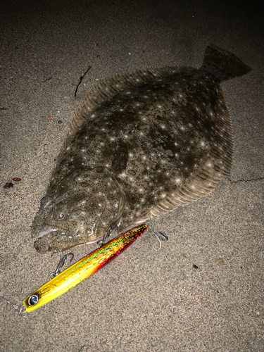 ヒラメの釣果