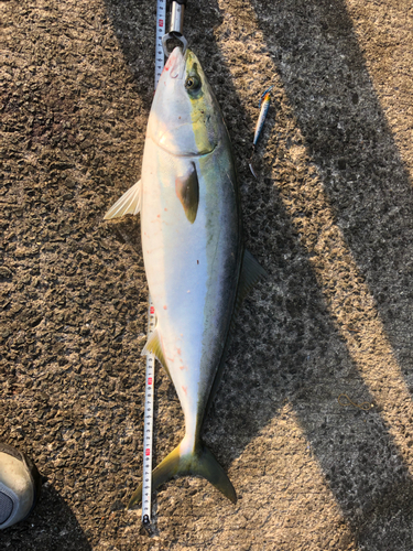 メジロの釣果