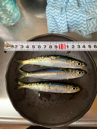 イワシの釣果