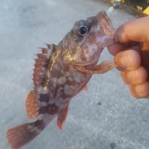 カサゴの釣果