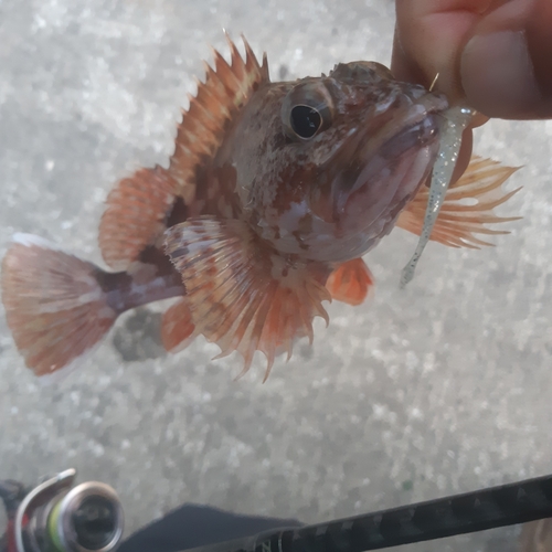 カサゴの釣果