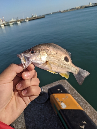 クロホシフエダイの釣果