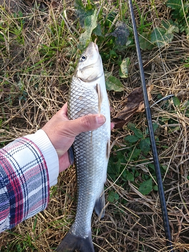 ニゴイの釣果