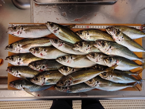 アジの釣果