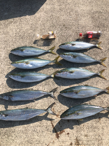 ハマチの釣果