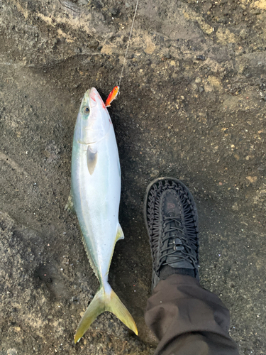 イナダの釣果