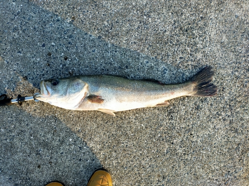 スズキの釣果