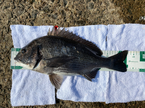 チヌの釣果