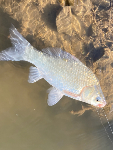 フナの釣果