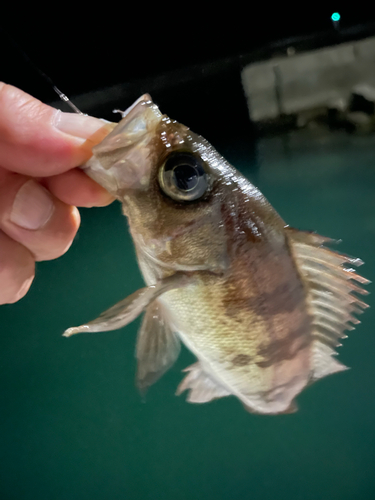 メバルの釣果