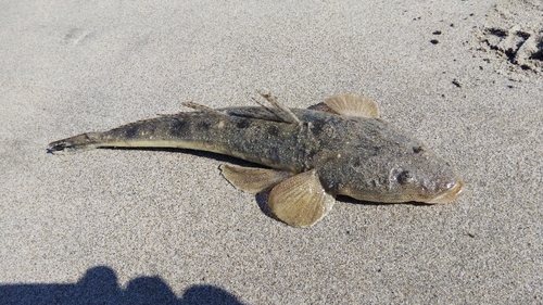 マゴチの釣果