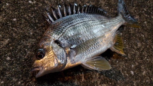 キビレの釣果