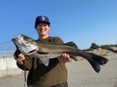 シーバスの釣果