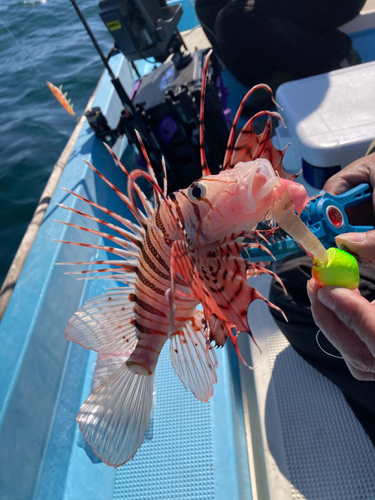 ミノカサゴの釣果