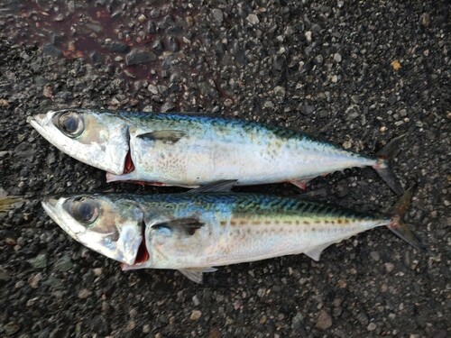 ゴマサバの釣果