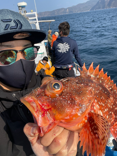 ウッカリカサゴの釣果