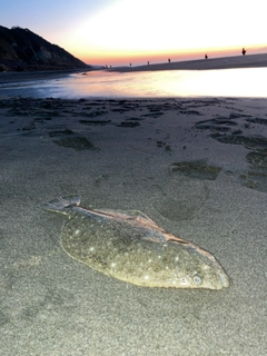 ヒラメの釣果