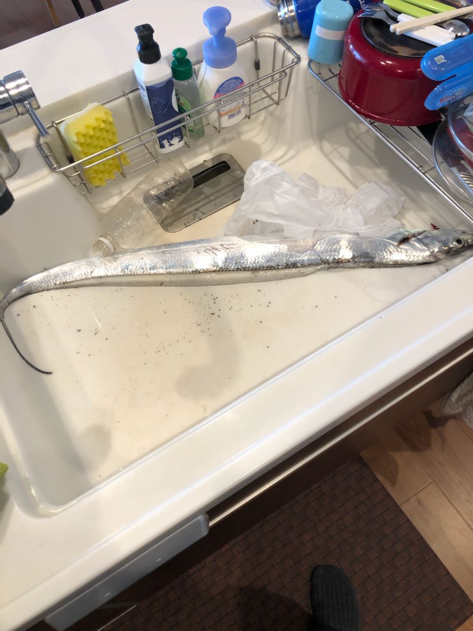 タチウオ