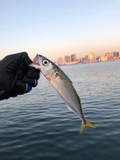 マサバの釣果