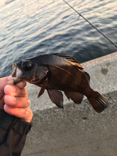 メバルの釣果