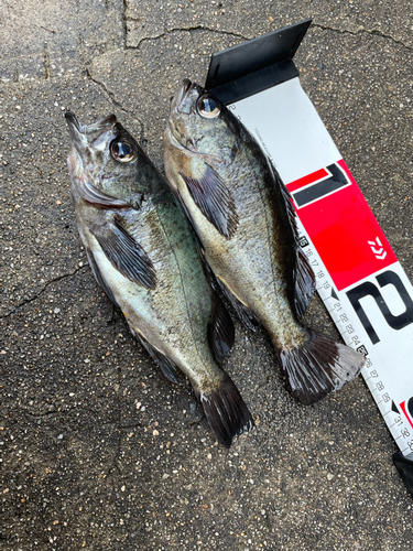 アカメバルの釣果