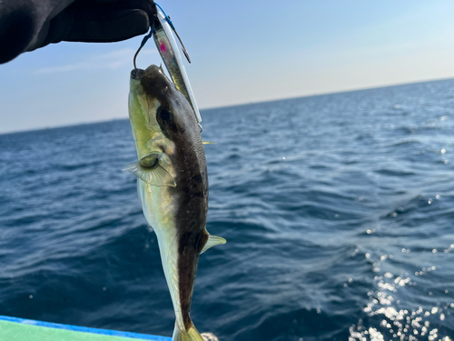 シロサバフグの釣果