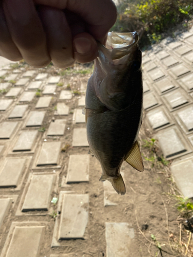 ブラックバスの釣果