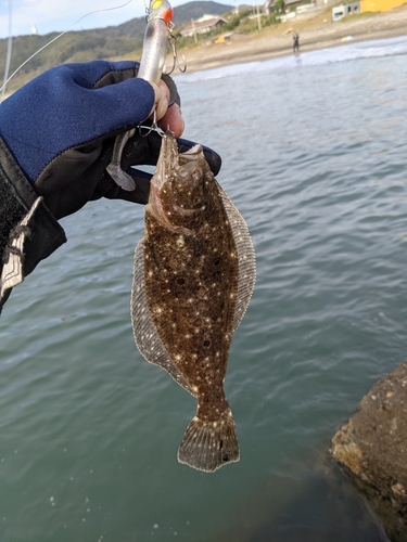 ソゲの釣果