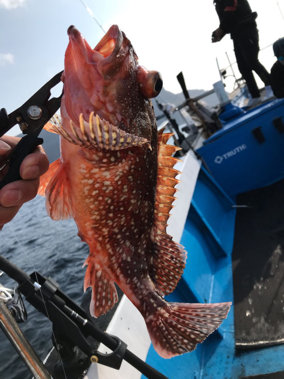 ウッカリカサゴ