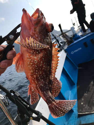 ウッカリカサゴの釣果