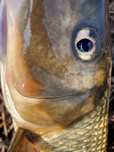 ニゴイの釣果