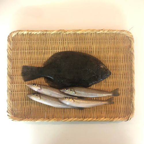 マコガレイの釣果