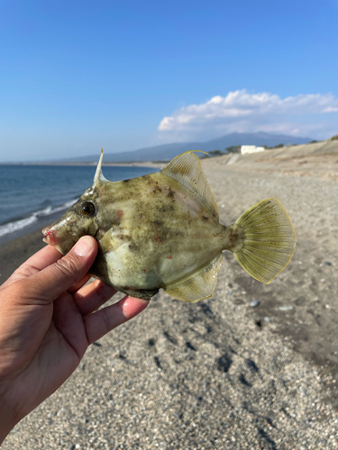 カワハギの釣果