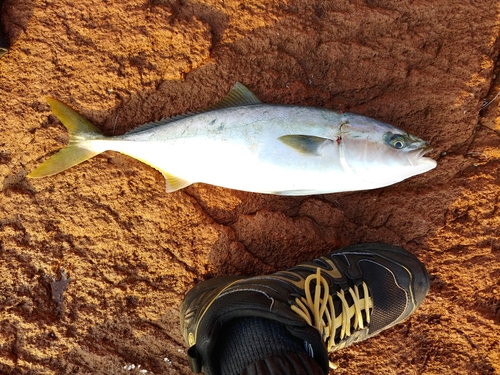 ヤズの釣果