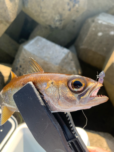 ムツの釣果