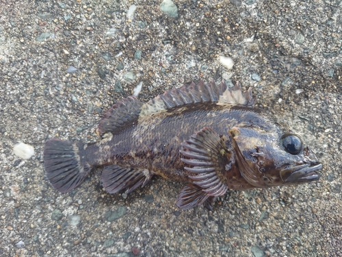 ムラソイの釣果