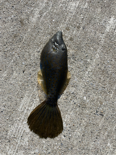 ソウシハギの釣果