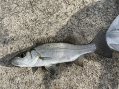 ヒラスズキの釣果