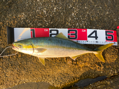 ハマチの釣果