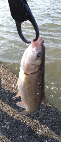 ウグイの釣果