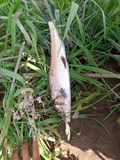 ニゴイの釣果