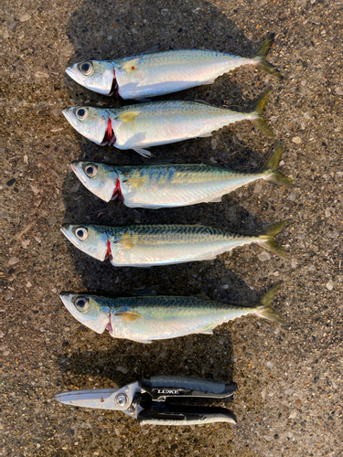 サバの釣果