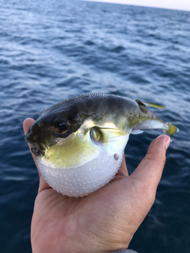 シロサバフグの釣果