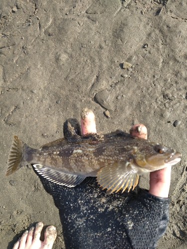 アイナメの釣果